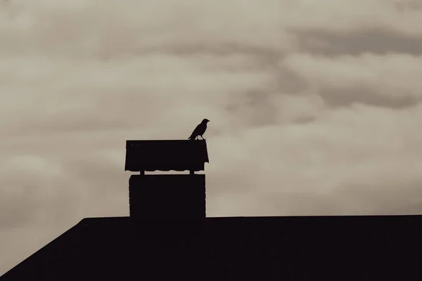 Bir Apartmanın Çatısındaki Kuş Bir Karga Silueti Evin Çatısında Bir — Stok fotoğraf