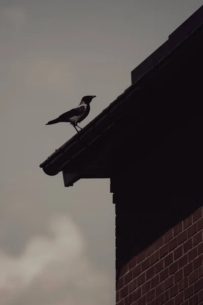 鸟在公寓楼的屋顶上 一只乌鸦的轮廓 一只乌鸦坐在房子的屋顶上 烟囱在屋顶上 聪明的小鸟 — 图库照片