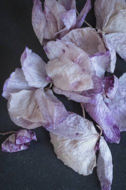 Siyah arka planda kuru orkide yaprakları. Kurumuş çiçekler. Ölümün sembolü. Narin yapraklar. Taç yaprakları. Ölü çiçekler. Solmuş orkide.