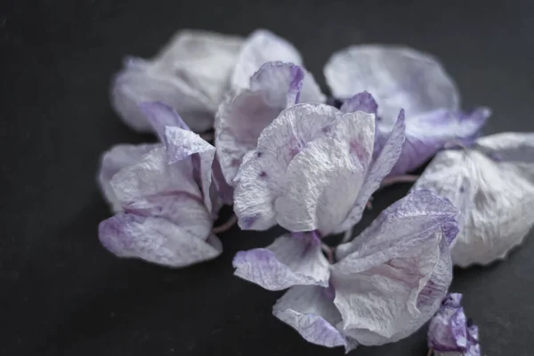 Ξηρά Πέταλα Ορχιδέας Μαύρο Φόντο Αποξηραμένα Λουλούδια Σύμβολο Θανάτου Λεπτά — Φωτογραφία Αρχείου