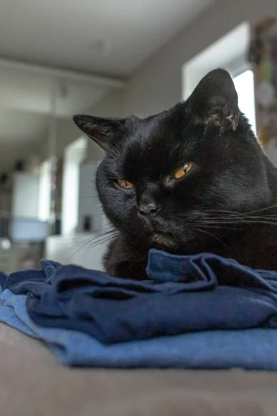 Kara Kedi. Safkan evcil kedi. İskoç heteroseksüel kedi. 13. Cuma. Mutsuzluğun sembolü. Mutluluğun sembolü. Evcil hayvanın karakteri. Hayvan koruması. İskoç hetero kedi.