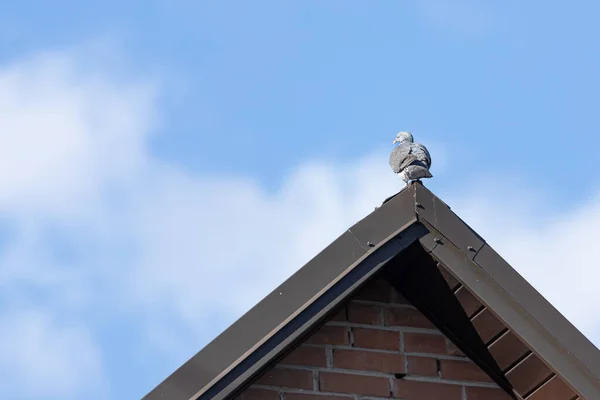 纯种的鸽子这只鸟坐在烟囱上 一只鸽子在四处张望 屋顶上的小鸟 — 图库照片