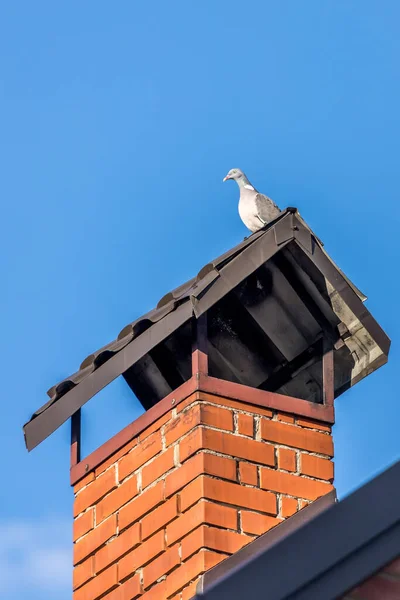 纯种的鸽子这只鸟坐在烟囱上 一只鸽子在四处张望 屋顶上的小鸟 — 图库照片