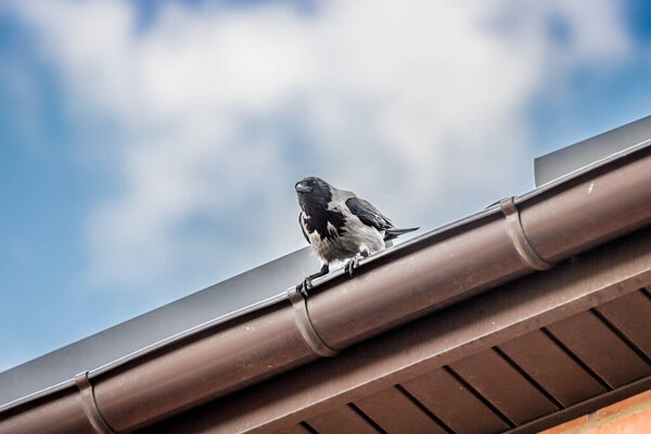 Ворона сидит на крыше. Городские птицы. Умный ворон. Ворона наблюдает сверху донизу.