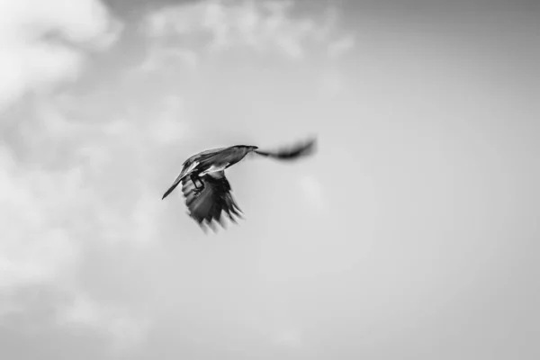 Silhouette of a bird in the sky. Crow flying. Blurred wingspan. Black and white photo. Crow's wings.