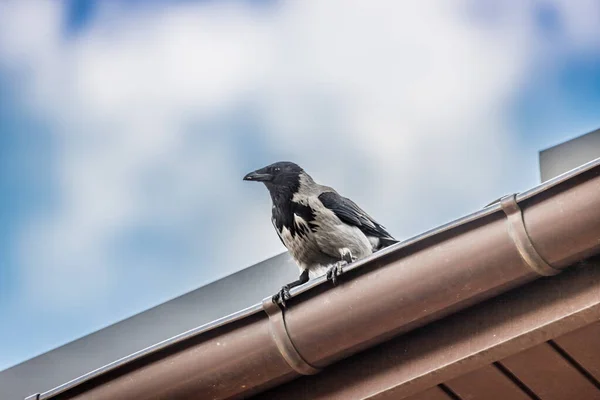Çatıda Oturan Karga Şehir Kuşları Zeki Bir Kuzgun Karga Tepeden — Stok fotoğraf