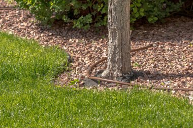 Otomatik sulama. Çim ve ağaç bakımı. Şehir parkı. Memleket. Su tedarik sistemi. Toprak nemlendirici. Bahçıvan ve bahçıvanın işi..