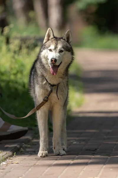 Husky dog. Friendly breed. A friend of man. Dog on a walk.