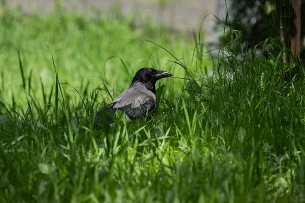 Çimlerdeki Karga Şehir Kuşları Kuzgun Kapat Parkta Bir Yürüyüş — Stok fotoğraf