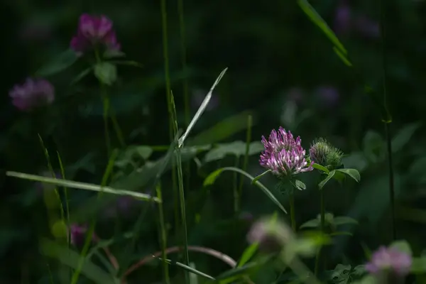 ジューシーなクローバー 野の花 自然の美しさ 紫色の花 クローバーの花を咲かせます — ストック写真