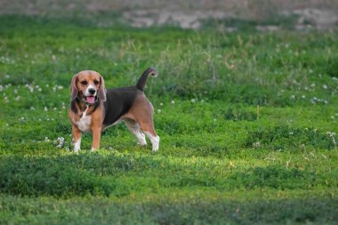Yazın çimenlikte genç bir av köpeği. Safkan bir köpek. Basset av köpeği cinsi. Dört ayaklı evcil hayvan. İnsanın bir dostu. Yavru köpek yetiştiriyorum..