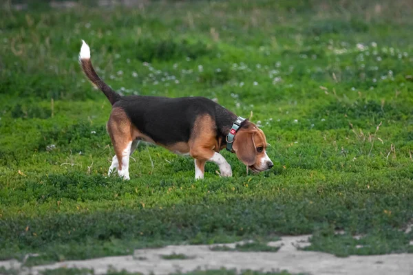 Yazın Çimenlikte Genç Bir Köpeği Safkan Bir Köpek Basset Köpeği — Stok fotoğraf