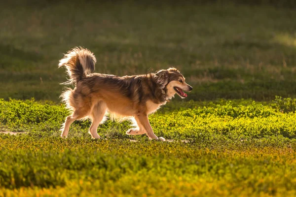 Terbiyesiz Mutlu Köpek Hayvan Koruması Güneşin Altındaki Köpek Kürkü Dört — Stok fotoğraf