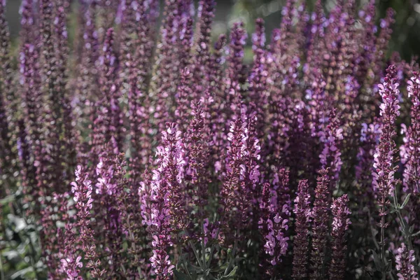 ラベンダーが咲く 紫色の花 紫のスケール 開花ブッシュ 夏の植物 自然の美しさ 太陽の下でラベンダーの茂みを開花させる — ストック写真