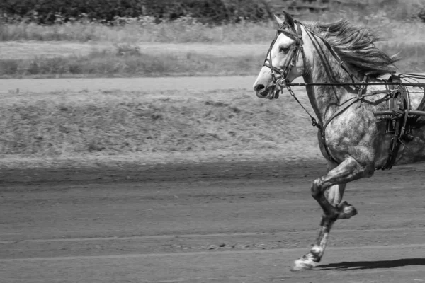 Marron Trotter Sports Équestres Portrait Cheval Cheval Pur Sang Fermer — Photo