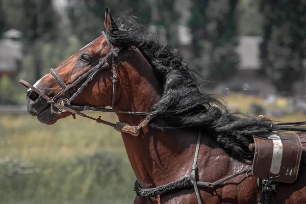 Bruine Trotter Paardensport Portret Van Een Paard Grondig Gefokt Paard — Stockfoto