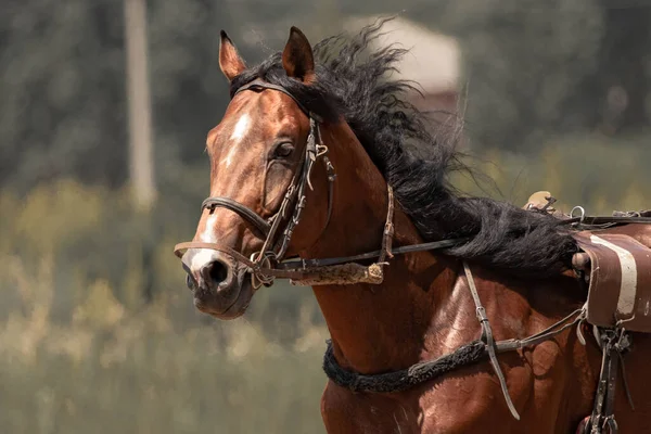 Bruine Trotter Paardensport Portret Van Een Paard Grondig Gefokt Paard — Stockfoto