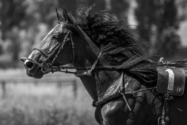 Bruine Trotter Paardensport Portret Van Een Paard Grondig Gefokt Paard — Stockfoto