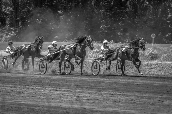 Paarden Beweging Affiche Met Paarden Paardensport Paardenrennen Sport Met Dieren — Stockfoto