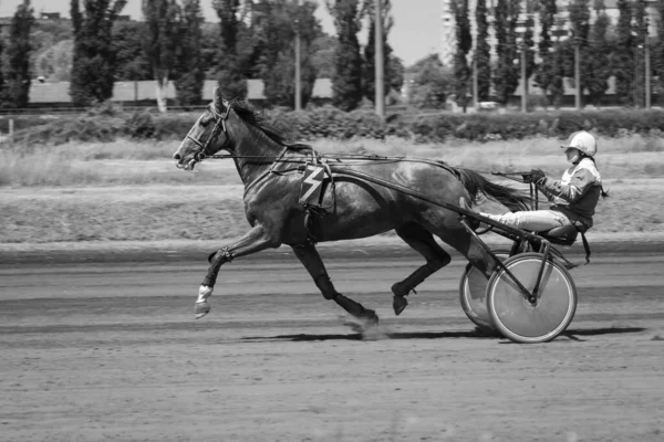 Paarden Beweging Affiche Met Paarden Paardensport Paardenrennen Sport Met Dieren — Stockfoto