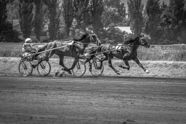 Paarden Beweging Affiche Met Paarden Paardensport Paardenrennen Sport Met Dieren — Stockfoto