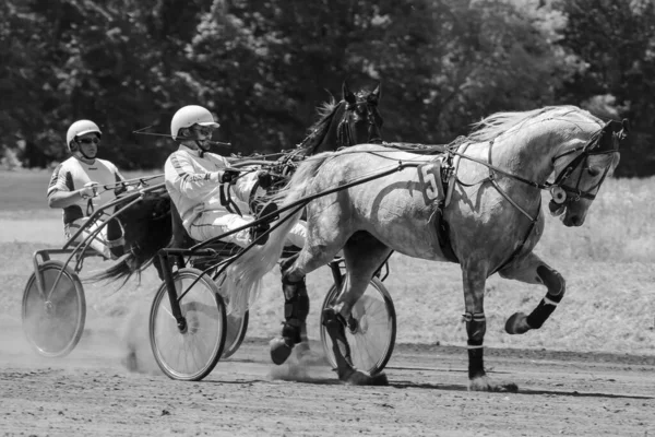 Horses Motion Poster Horses Equestrian Sports Horse Racing Sports Animals — Stock Photo, Image