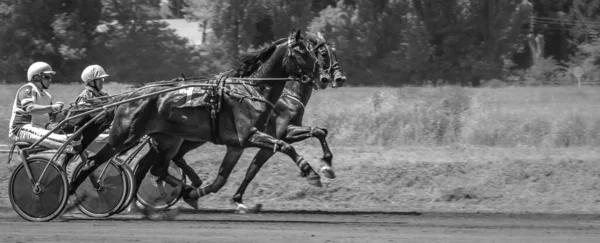 Paarden Beweging Affiche Met Paarden Paardensport Paardenrennen Sport Met Dieren — Stockfoto