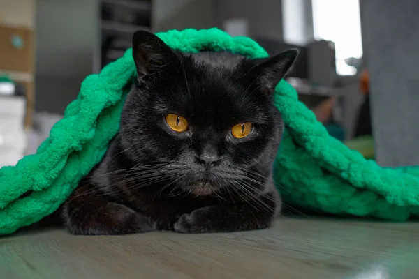 A black cat of the Scottish Straight breed lies under a knitted plush blanket. Black Cat. Purebred cat. Feline breed. Scottish straight. A furry pet\'s life. A purring animal. The cat is covered with a blanket.