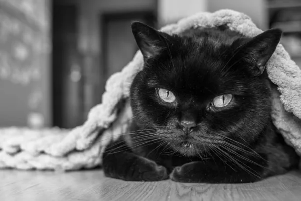 Een Zwart Kattenkop Van Naar Schots Straight Ras Ligt Onder — Stockfoto