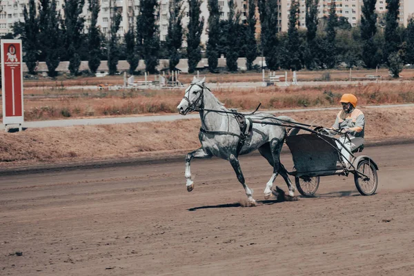 Horses of trotting breeds. Horses and riders. Posters on the equestrian theme in artistic processing. Compete for liveliness. The grace and beauty of a running horse.