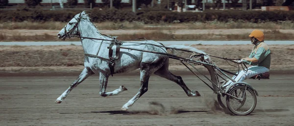 Chevaux Races Trotteuses Chevaux Cavaliers Affiches Sur Thème Équestre Dans — Photo