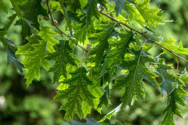 Karmaşık meşe ağacı. Meşe yaprakları. Yaz ormanı. Yeşil ağaç. Keskin yapraklı meşe. Keskin yeşil yapraklı meşe..