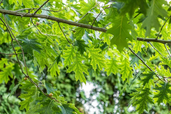 Wedge-shaped oak. Oak leaves. Summer forest. Green tree. Oak with sharp leaves.Oak with sharp bright green leaves.