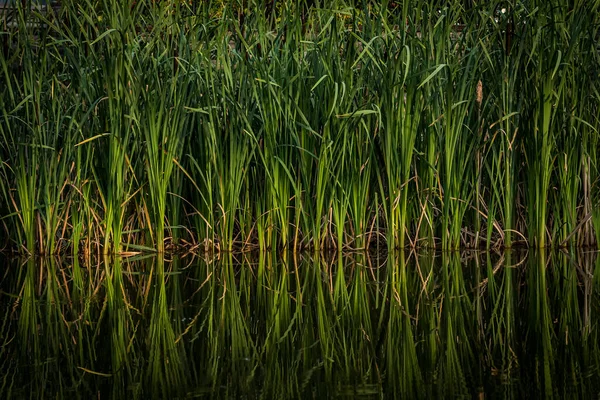 Schuin Langs Oever Van Vijver Spiegelreflectie Wateroppervlak Kalmte Meer — Stockfoto