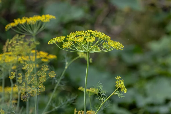 Dill Seeds Dill Cap Culinary Spices Edible Plant Harvest Garden Stock Picture