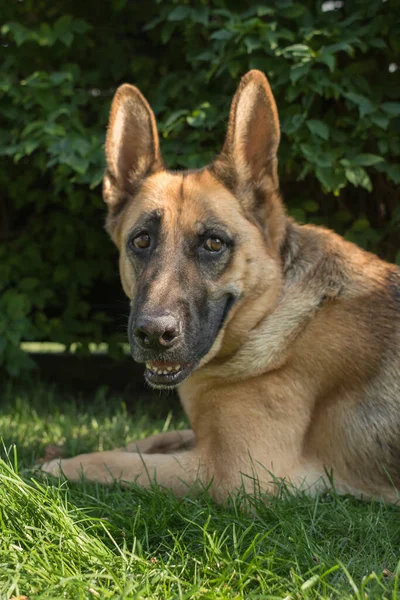 German Shepherd Thoroughbred Dog Big Dog Dog Breed Smart Animal — Fotografia de Stock