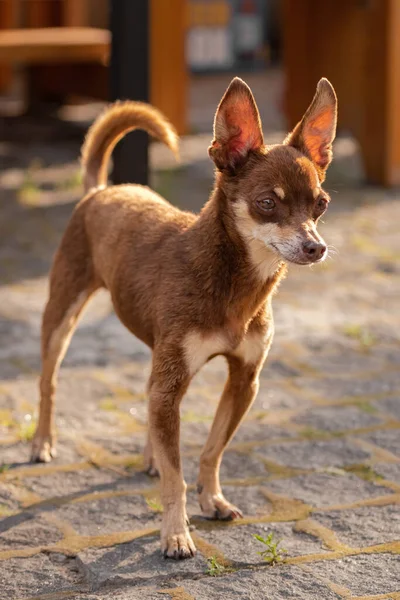 Brown Chihuahua Full Height Brown Chihuahua Dog Small Breed Pet — Stok fotoğraf