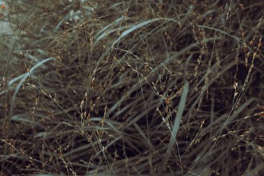 Millet top view. A gentle plant. Muted green color. Cinematic photo. Sepia style. Photo for the interior. Creative illustration. Interior design. Color contrast.