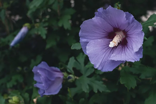 Цветущий Гибискус Многолетнее Растение Цветочном Саду Фиолетовый Цветок Буш Цветами — стоковое фото