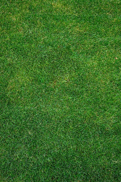 Background made of green grass. Football field. Grass texture. Green lawn. Natural background.