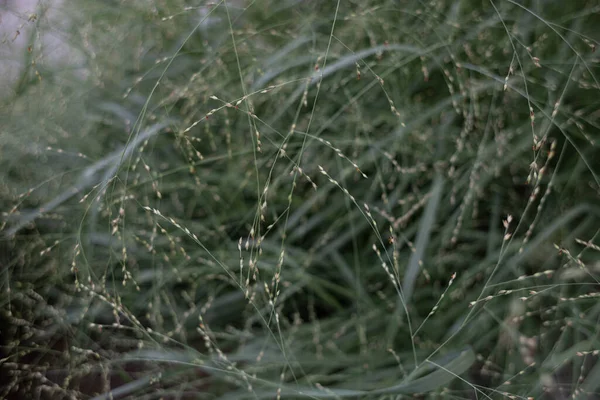 Millet Top View Gentle Plant Muted Green Color Cinematic Photo — Stockfoto