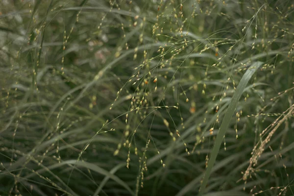 Millet Top View Gentle Plant Muted Green Color Cinematic Photo — Foto de Stock
