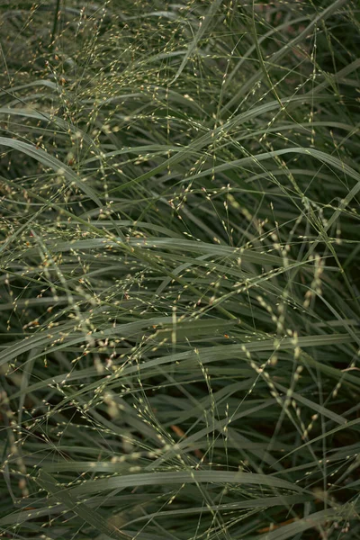 Millet Top View Gentle Plant Muted Green Color Cinematic Photo — Fotografia de Stock