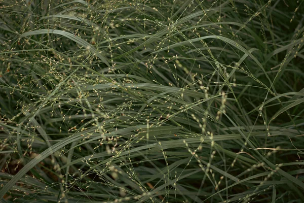 Millet Top View Gentle Plant Muted Green Color Cinematic Photo — Photo