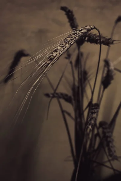 Ear Wheat Close Sepia Colors Ukrainian Grain Ripe Grain Cereal — Stok fotoğraf