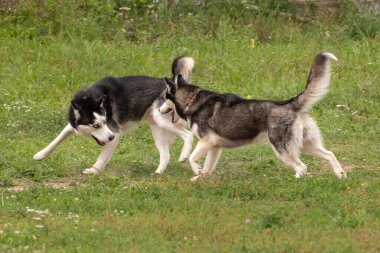Two playful huskies on the lawn. Two pets. Husky couple playing. Dog kennel. Dog walking area.