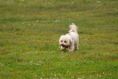 Bichon Frise is walking on a green lawn. A family dog. Decorative dog breed. Thoroughbred animal. A dog with white curly hair.