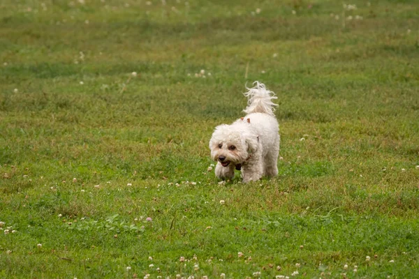 Bichon Frise Περπατάει Ένα Καταπράσινο Γκαζόν Οικογενειακό Σκυλί Διακοσμητική Ράτσα — Φωτογραφία Αρχείου