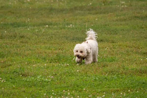 Bichon Frise Walking Green Lawn Family Dog Decorative Dog Breed — Fotografia de Stock