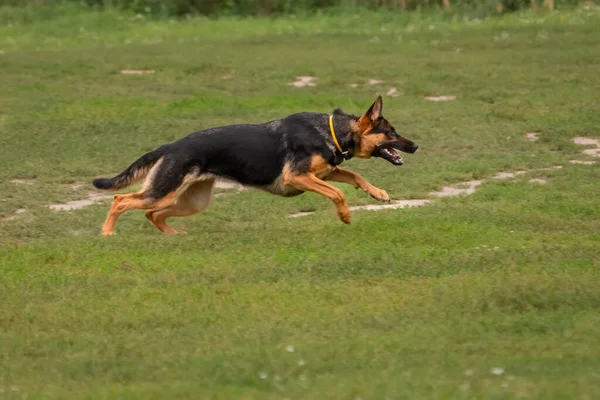 German Shepherd. Four paws. Purebred dog. Large dog. Dog training. A smart pet. A true friend. A German shepherd dog on a dog training ground.